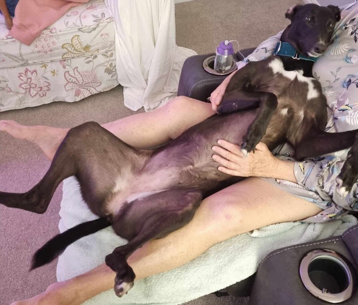 Jess (Rowdy's Message) 5 yr old retired greyhound **NEW PLYMOUTH based** Carousel 2