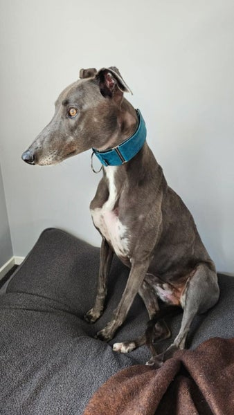 Zorro (Thrilling Dodge) 3 yr old retired greyhound Carousel 2