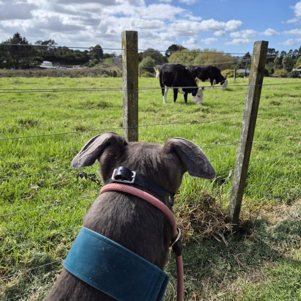 Zorro (Thrilling Dodge) 3 yr old retired greyhound Carousel 7