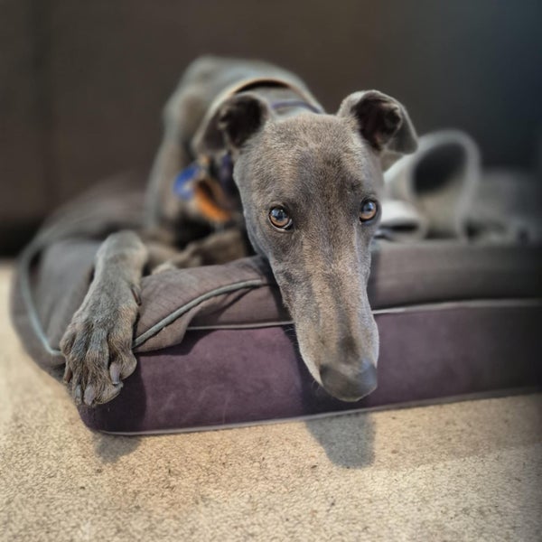 Zorro (Thrilling Dodge) 3 yr old retired greyhound Carousel 1