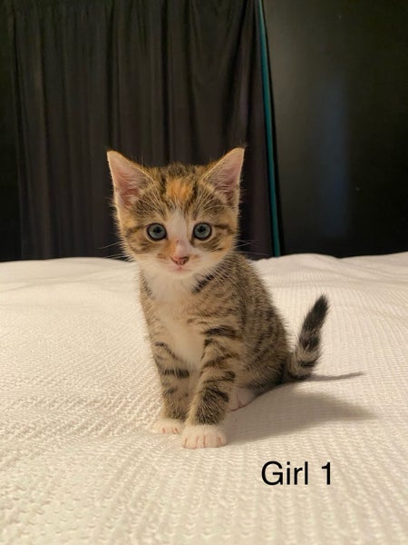 Cute kittens for sale Carousel 1