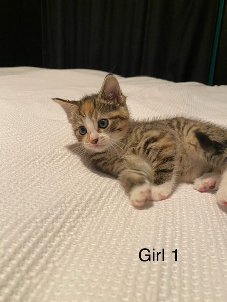 Cute kittens for sale Carousel 2