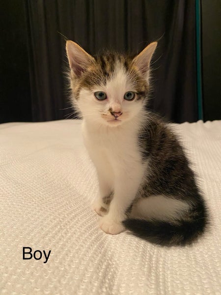 Cute kittens for sale Carousel 12