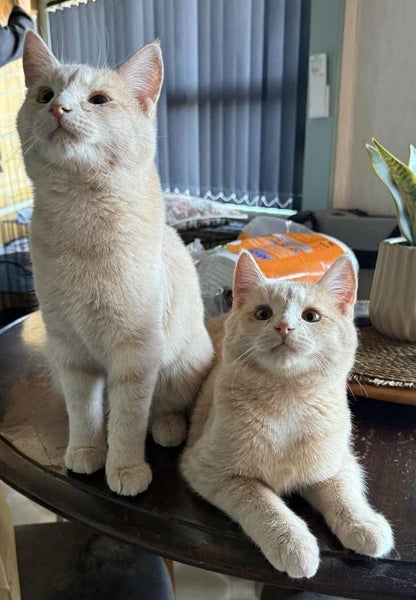 Jasper & Latte - Furrytails Kitten Rescue Carousel 1