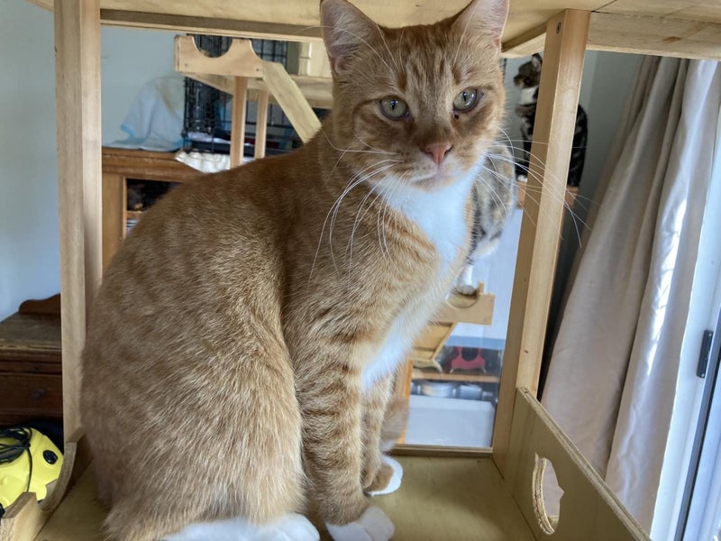 Brave Paws Cat Rescue - Cat - Buddy Carousel 1