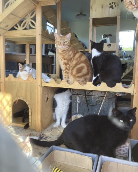 Brave Paws Cat Rescue - Cats - Buddy & Chesterr Carousel 2