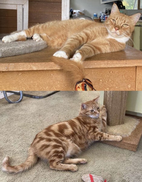Brave Paws Cat Rescue - Cats - Buddy & Chesterr Carousel 1