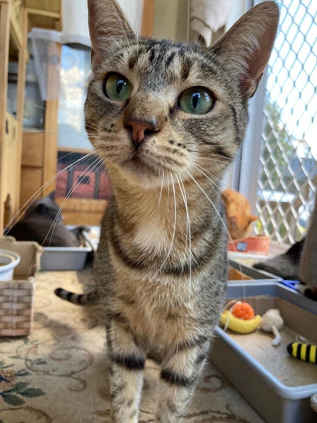 Brave Paws Cat Rescue - Cat - Sandy Carousel 2