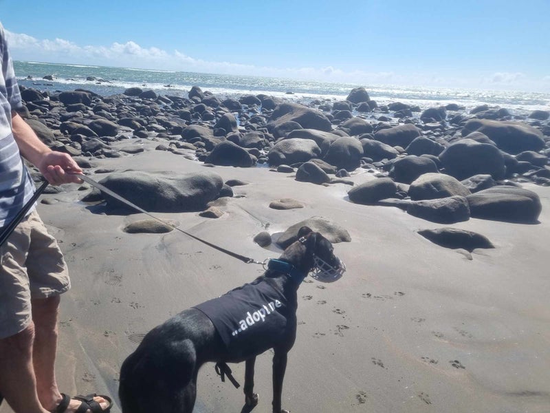Jess (Rowdy's Message) 5 yr old retired greyhound **NEW PLYMOUTH based** Carousel 10