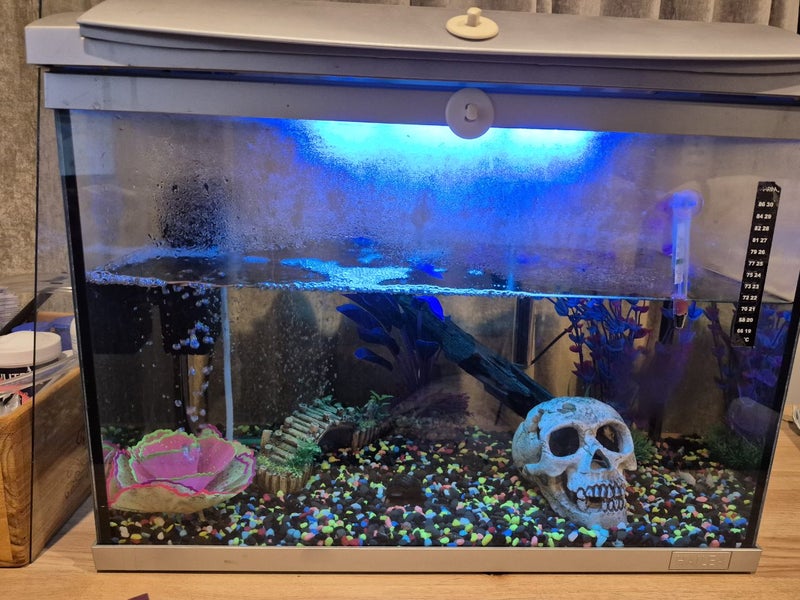 Fish tanks Carousel 1