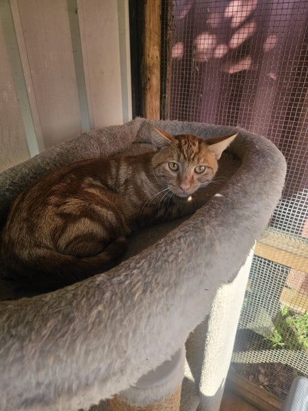Chance - Wcc Rescue Cat Carousel 8