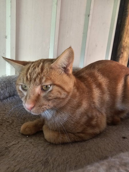Chance - Wcc Rescue Cat Carousel 1