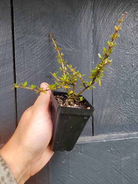 Coprosma Taiko Carousel 1