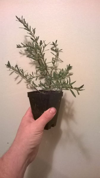 Coprosma Kirkii Goldstream x 10 Carousel 2