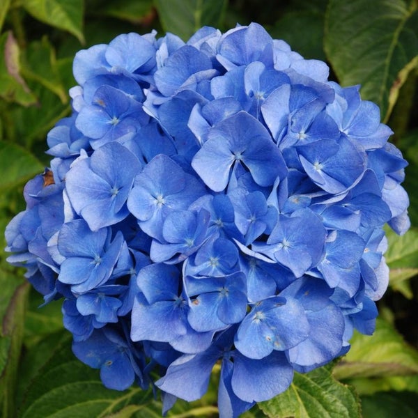 Hydrangea Renate Steiniger x 50 Carousel 1