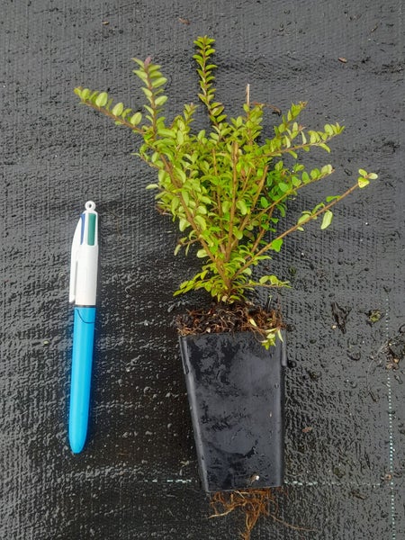 Lonicera nitida x 1 Carousel 1