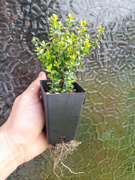 Lonicera nitida x 1 Carousel 2