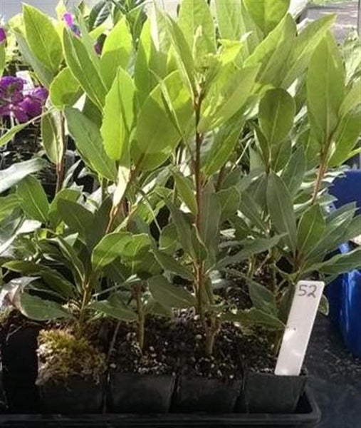 Laurus nobilis/Bay Tree x 50 Carousel 1