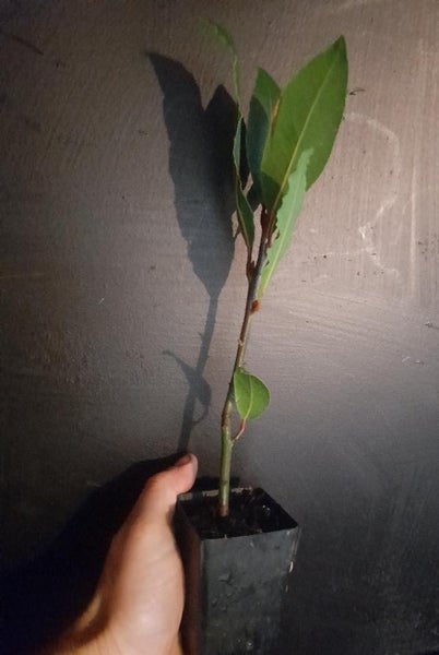 Laurus nobilis/Bay Tree x 50 Carousel 2