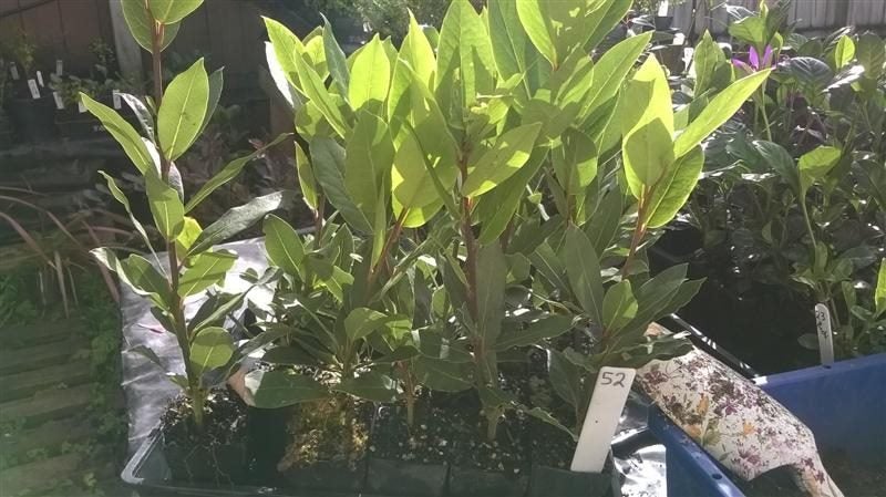 Laurus nobilis/Bay Tree x 50 Carousel 4