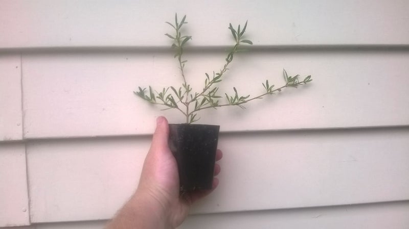 Coprosma Kirkii x 10 Carousel 2