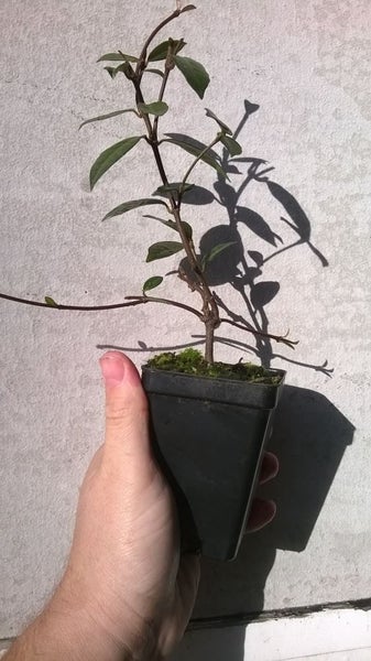 Trachelospermum Asiaticum Carousel 1
