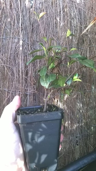 Trachelospermum Asiaticum Carousel 3