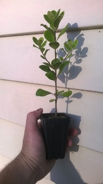 Pittosporum crassifolium x 50 Carousel 3
