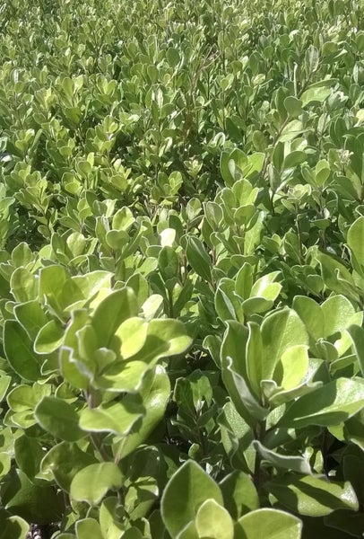 Pittosporum crassifolium x 50 Carousel 1