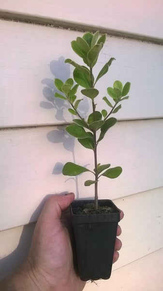 Pittosporum crassifolium x 50 Carousel 2