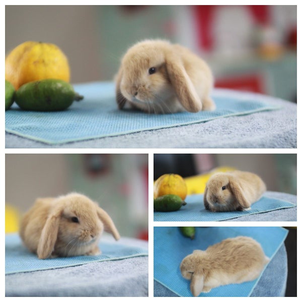 very cute Pure Bred mini Lops Carousel 2