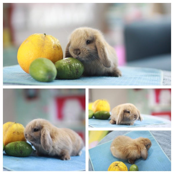 very cute Pure Bred mini Lops Carousel 1