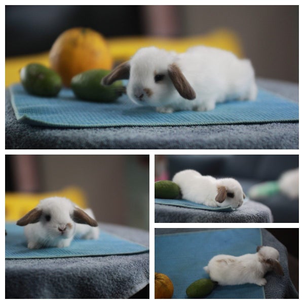 very cute Pure Bred mini Lops Carousel 14