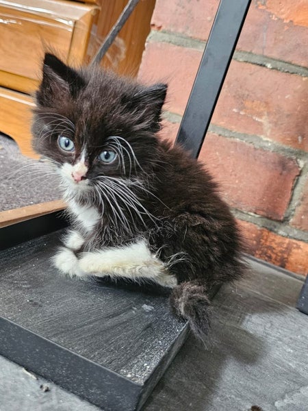Fluffy Kittens Carousel 1