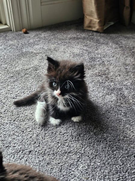 Fluffy Kittens Carousel 2