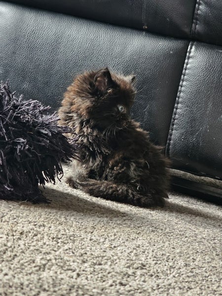 Fluffy Kittens Carousel 6