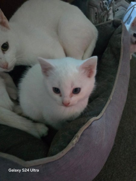 Farm kittens Carousel 3