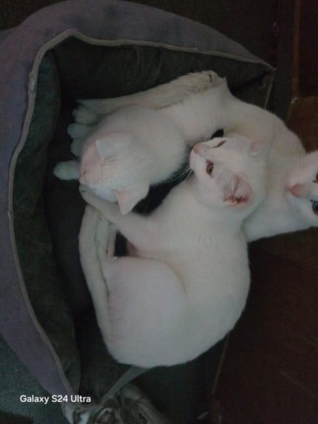 Farm kittens Carousel 1