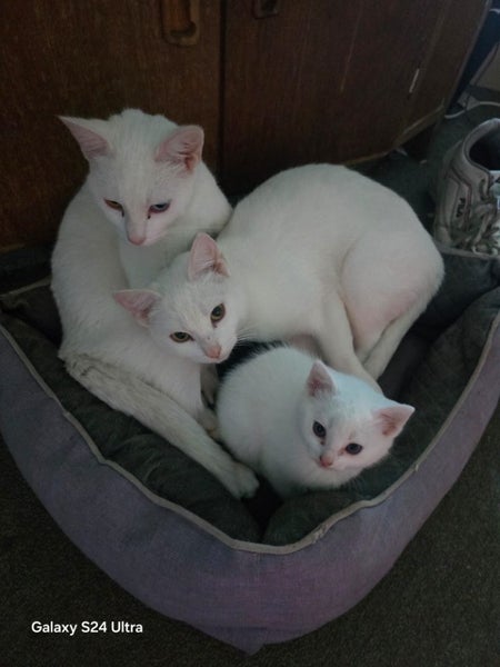 Farm kittens Carousel 2