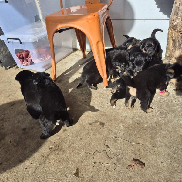 German Shepard X Lab pups Carousel 2