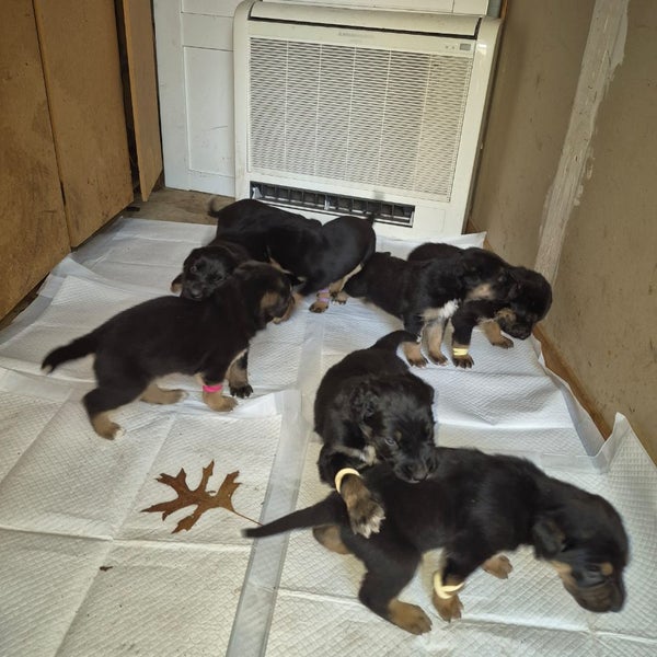 German Shepard X Lab pups Carousel 1