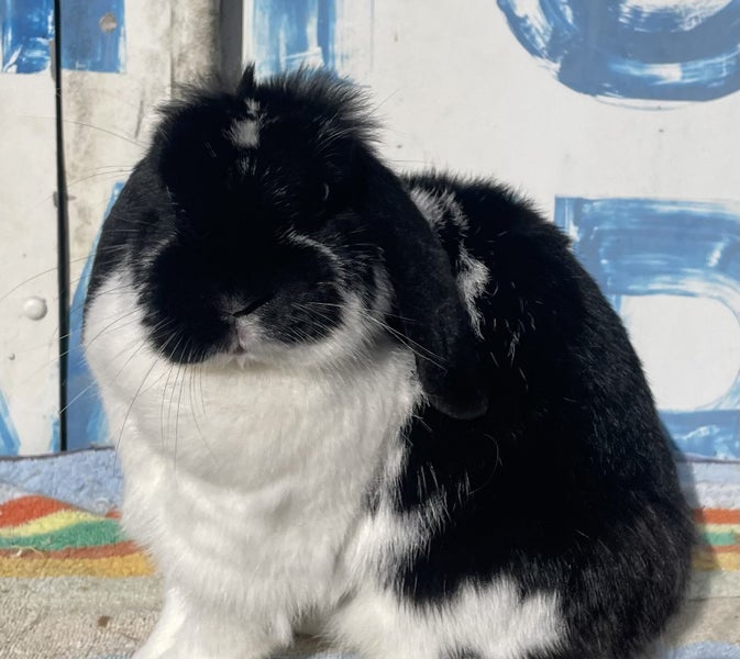 Pedigree Minature Lop Carousel 1