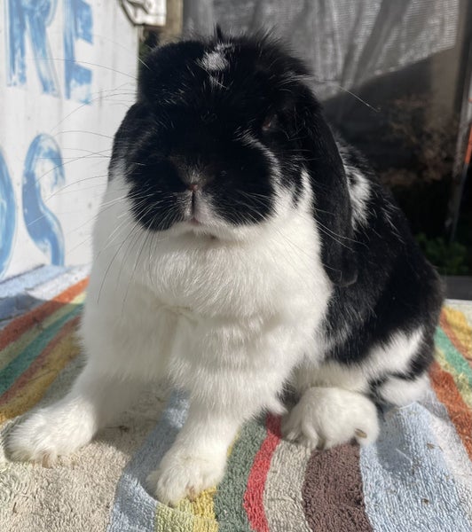 Pedigree Minature Lop Carousel 2