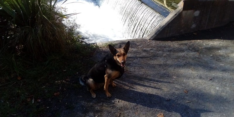 Kelpie X Huntaway Carousel 1