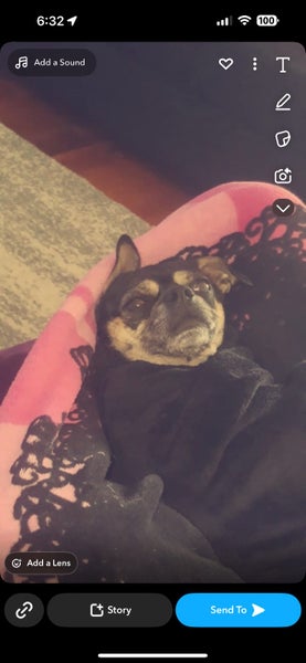 Pug x chihuahua Carousel 2
