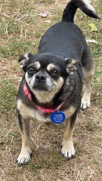 Pug x chihuahua Carousel 1