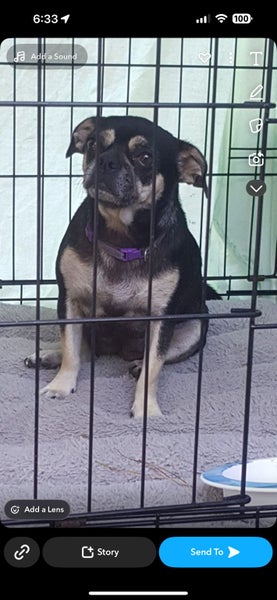 Pug x chihuahua Carousel 3