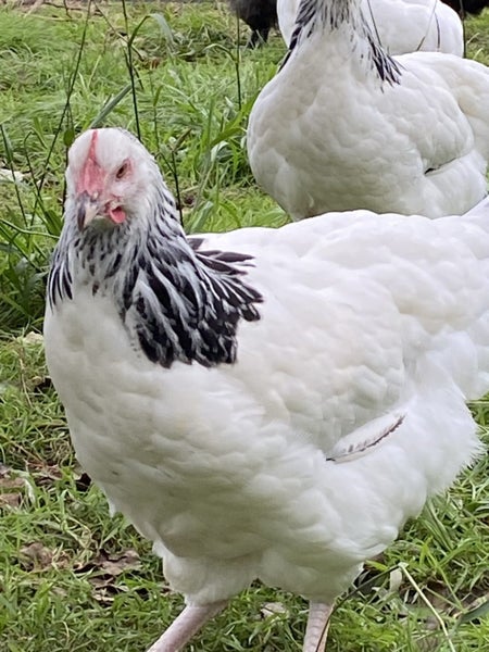 Light Sussex Pullets Carousel 1