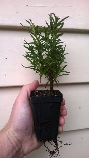 Rosemary Tuscan Blue Carousel 1