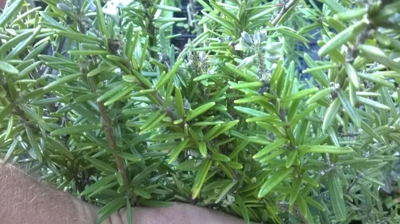 Rosemary Tuscan Blue Carousel 2
